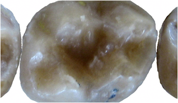 Detall d'una molar del nou gènere de primat Barberapithecus.