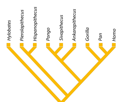 Filogenia de los homínidos, a partir del estudio que se acaba de publicar. Miriam Pérez de los Ríos. ICP