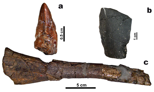 Diente de cocodrilo (b), placa de tortuga (b) e isquion de hadrosaurio (d). (ICP) 