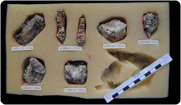 Algunes dels fòssils que va poder estudiar la Miriam durant la seva estada al KNM.