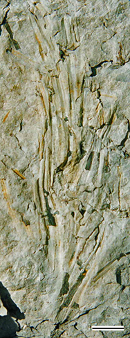 Restes fòssils de la conífera arbustiva Frenelopsis.