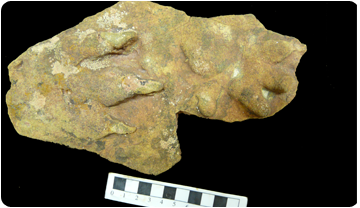 Icnita del gènere Chirotherium, trobada al Montseny.