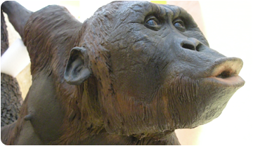 Reconstrucció de l'espècimen fòssil Hispanopithecus laietanus, a partir de les restes trobades a Can Llobateres.