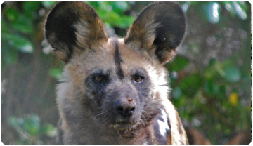 Licaó actual (Tanya Dropbear. Wikimedia commons)