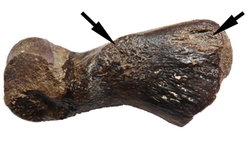 Fotografia de la falange de cocodril estudiada. Les fletxes assenyalen les zones afectades per la lesió. 