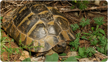 Imatge de la tortuga Testudo hermanni