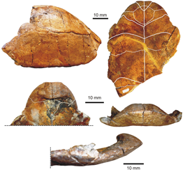 Restes fòssils de Testudo lunellensis.