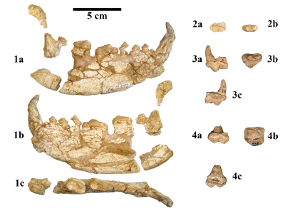 Restes fòssils de Kretzoiarctos trobades a l’Abocador de Can Mata (els Hostalets de Pierola, Barcelona) i a Nombrevilla 2 (Daroca, Saragossa). 