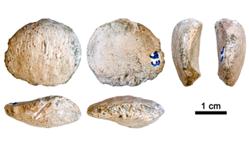 Diferents vistes de la ròtula de Pierolapithecus catalaunicus