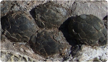 Identificades quatre noves espècies d'ous de dinosaure a Coll de Nargó