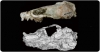 Descrita una nova especie de mustèlid del Miocè a Batallones