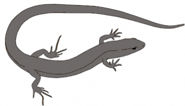 A new and tiny lizard from the Cretaceous paleontological site of Las Hoyas in Cuenca