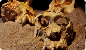 Els fòssils catalans, una peça determinant en l’estudi de l’evolució dels homínids