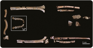 La dentició mandibular i els elements postcranials que constitueixen KNM-ER 64060 i KNM-ER 64061, respectivament.