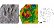 Huella atribuida a un gorgonopsio con su modelo 3D y dibujo interpretativo.