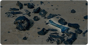 Vista parcial del jaciment del Miocè superior al desert de Djourab, Txad, fotografiada el 19 de juliol de 2001 (per A. Beauvilain). Il·luminat a la dreta, el fèmur parcial atribuït a Sahelanthropus tchadensis.