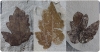 Folíolos laterales fósiles de Nekemias mucronata de la colección del Museu de Ciències Naturals de Barcelona.