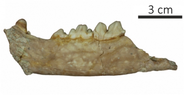 Mandíbula fósil de Dinofelis excavada en el yacimiento de Guefaït-4.  (Reproducido a partir de Madurell et al. (2021))