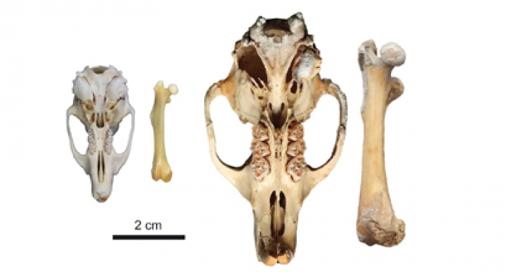 Tamaño relativo de un cráneo y fémur de la rata de la hierba africana (izquierda) y  cráneo y fémur de C. bravoi (derecha). (Adaptada de Renom et al. DOI: 10.1098/rsbl.2021.0533)