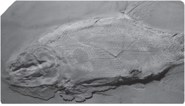 Colobodus giganteus, un gran peix del Triàsic d’Odèn