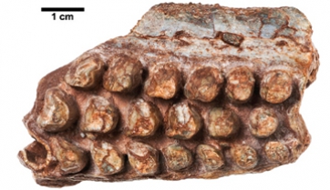 260 million-year-old reptile found in Mallorca