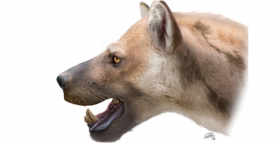 Identificada una nova espècie de carnívor al Cerro de los Batallones