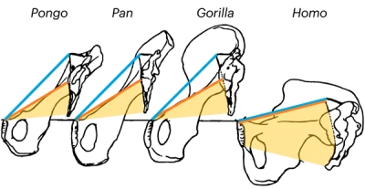 Traditional comparisons used the same anteroposterior birth canal measurement (blue line), based on human anatomy, across all primates. Because of differences in sacral position and pelvic shape, this approach did not adequately capture the functionally relevant region of the birth canal (shaded area), which is better defined by an anatomically more relevant dimension for neonatal passage (orange line).