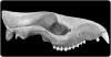 Dibuix lineal del crani de Trogosus hillsii (USNM 17157) de l'Eocè mitjà de la Conca Huerfano, Colorado. Crèdit: Dibuix lineal realitzat per Sarah Shelley (modificat a partir de l'original a Bertrand et al. 2022).