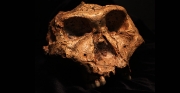 SK 48, un crani d’un adult de Paranthropus robustus recuperat a Swartkrans. Crèdit: Dr. Bernhard Zipfel (amb permís del Dr. Lazarus Kgasi, conservador adjunt de Paleontologia Plio-Pleistocena, al Museu Nacional d’Història Natural Ditsong).