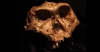 SK 48, un crani d’un adult de Paranthropus robustus recuperat a Swartkrans. Crèdit: Dr. Bernhard Zipfel (amb permís del Dr. Lazarus Kgasi, conservador adjunt de Paleontologia Plio-Pleistocena, al Museu Nacional d’Història Natural Ditsong).