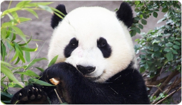 Tras los orígenes del falso pulgar del panda
