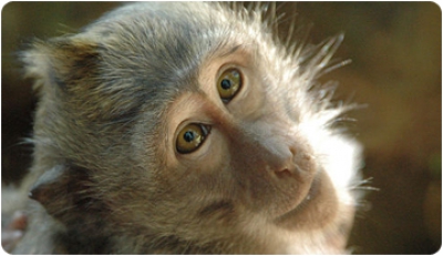 A strange couple: Mesopithecus and fossil macaques in the Late Miocene