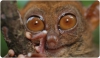 Necrolemur anadoni, un nuevo pequeño primate de Sant Jaume de Frontanyà