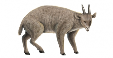 Recreació de l'aspecte en vida de Myotragus balearicus. Roc Olivé / © Institut Català de Paleontologia Miquel Crusafont. Amb la col·laboració de la Fundación Española para la Ciencia y la Tecnología – Ministerio de Economía, Industria y Competitividad.