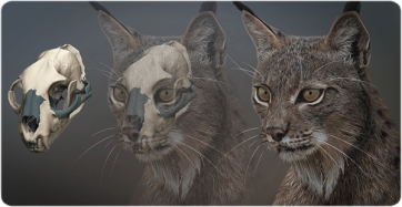 Crani original restaurat digitalment (esquerra) i recreació de l’aspecte en vida (dreta) de l’exemplar de Lynx pardinus d’Ingarano.  (Dawid A. Iurino / Sapienza Universitá di Roma)