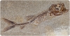 Imatge principal: Imatge del peix fòssil Leptolepis (Museu de la Conca Dellà)