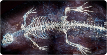 Montsecosuchus depereti seen under ultraviolet light, a technique that allows highlighting details invisible to the naked eye.