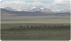 Mongolia y el macizco de Altái: los orígenes de la mezcla genética entre europeos y asiáticos