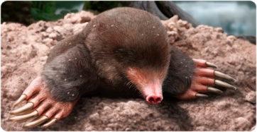 Reconstruction of the life appearance of Vulcanoscaptor ninoti.