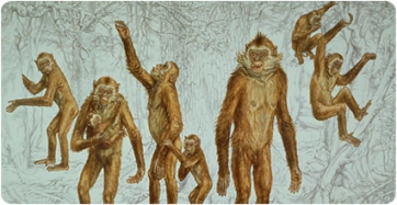 Les faunes invasores van causar l’extinció de l’últim hominoïdeu europeu del Miocè