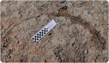 Un rinoceront fòssil a les excavacions de la Valenciana, a Gelida