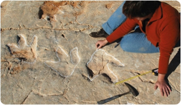 The dinosaurs that waited for the low tide to go fishing