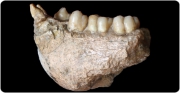 L’evolució de Gigantopithecus descoberta en el seu esmalt dental