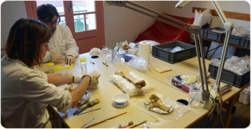 Estudi i preparació dels fòssils de la Grotte de la Carrière