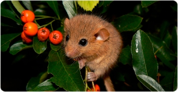 The Groundhog Day of millions of years ago: Reconstructing climate using fossil rodents