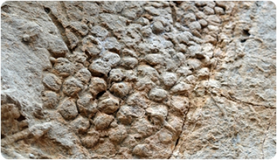 La impresión de la piel de uno de los últimos dinosaurios del planeta