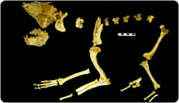 Vallparadís: resultats de més d’una dècada de recerca paleontològica