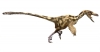 Recreació de dromeosàurid ("saure corredor").