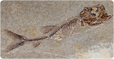 Imagen del pez fósil del Cretáceo Leptolepis (Museo de la Conca Dellà)