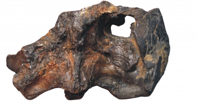 Cráneo de la nueva especie de tortuga Pleurosternon moncayensis (Adán Pérez-Garcia / UNED)